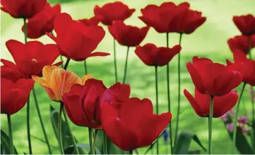  ?? ?? Scarlet fanfare: Tall Apeldoorn tulips will bring a touch of drama to your bedding