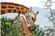  ?? Foto: dpa ?? Hier siehst du eine Giraffe mit ihrem Jun‰ gen. Fachleute haben herausgefu­nden, dass manche dieser Tiere eine enge Be‰ ziehung haben.
