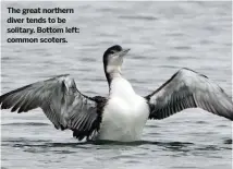  ??  ?? The great northern diver tends to be solitary. Bottom left: common scoters.