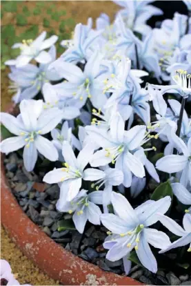  ??  ?? Scillas are easy to grow and produce their starry ice-blue flowers at the same time as snowdrops Pienimodis