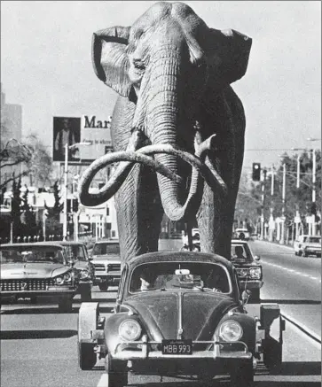  ?? Joe Kennedy ?? SCULPTOR HOWARD BALL, commission­ed to create the first fiberglass mammoth for the La Brea tar pits, pulls the 2,000-pound figure to the site in 1967 from his Torrance studios on a trailer with his ’58 Volkswagen.