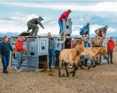  ?? Foto: Zoo Prag ?? Der Przewalski-Wildpferdh­engst Grooz lebte im Augsburger Stadtwald. Ein Nachkomme, die Stute Yanja, wurde in der Mongolei ausgewilde­rt.