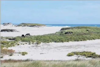  ?? CP PHOTO ?? Horses on Sable Island, N.S., are shown in this undated handout photo.