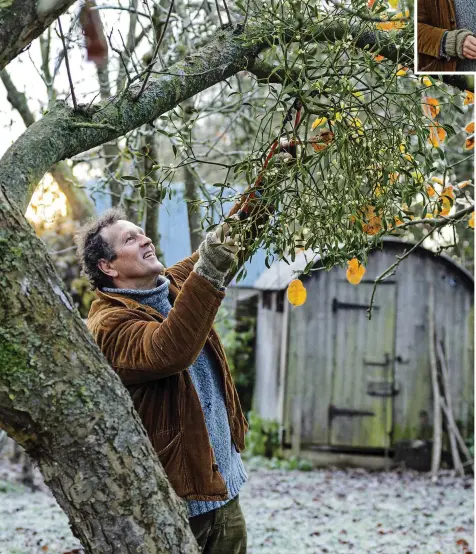 ?? ?? Monty gathers colourful berries and mistletoe for his homemade decoration­s