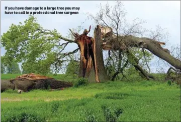  ??  ?? If you have damage to a large tree you may have to call in a profession­al tree surgeon