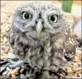  ??  ?? A resident owl at Wildwood