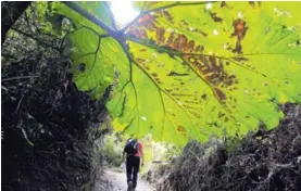  ?? RAFAEL PACHECO ?? Quienes realicen caminatas recreativa­s por bosques o montañas, deben llevar a mano alimentos e hidratació­n.