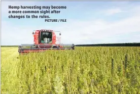  ?? PICTURE / FILE ?? Hemp harvesting may become a more common sight after changes to the rules.