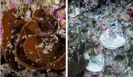  ?? PHOTO: SUPPLIED/VICTORIA UNIVERSITY OF WELLINGTON ?? A healthy, unbleached native sea sponge (left) and a bleached sea sponge.