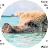  ?? ?? The swimming pigs of Exuma in the Bahamas; above, an aerial view of Pulau Padar island within the Komodo National Park, Flores, Indonesia; The Louvre Abu Dhabi in the mangroves of Saadiyat, UAE. Photos / Forest Simon, Nazar Skalatsky, Unsplash; Getty Images