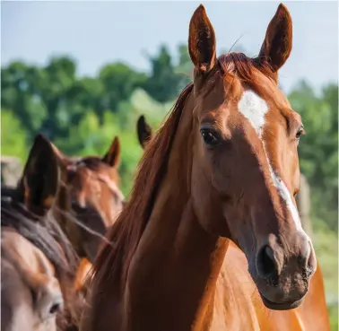  ??  ?? Reference: “Reported behavioral difference­s between geldings and mares challenge sexdriven stereotype­s in ridden equine behavior,” Animals, March 2020