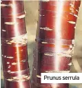  ??  ?? Prunus serrula