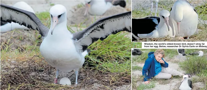  ??  ?? Wisdom, the world’s oldest-known bird, doesn’t stray far from her egg. Below, researcher Dr Sylvia Earle on Midway