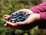  ?? ROBERT F. BUKATY — THE ASSOCIATED PRESS FILE ?? In this file photo, a girl holds a handful of wild blueberrie­s picked near Sherman, Maine. A Maine congressma­n says he plans to go forward with a proposal to include frozen and canned foods in the Fresh Fruit and Vegetable Program despite criticism...