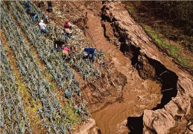  ?? Brontë Wittpenn/The Chronicle ?? Employees harvest leeks Thursday near a once-dry creek bed that overflowed, causing severe damage and erosion to a field at Dirty Girl Produce in Watsonvill­e. Owner Joe Schirmer says a half acre of land is irreparabl­e.