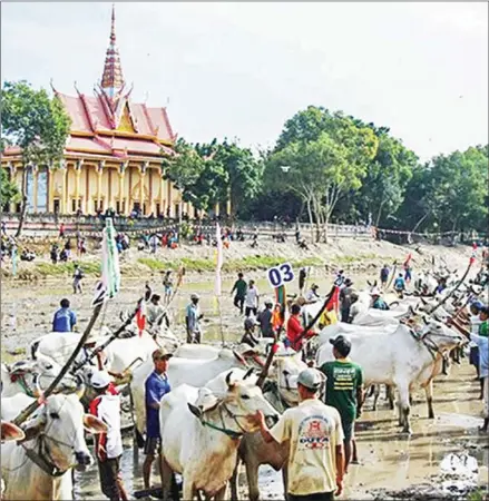  ?? VIET THANH/ VIET NAM NEWS ?? According to the monks at Ro temple, the tradition of its annual ox race originates from playful competitio­n among young workers.