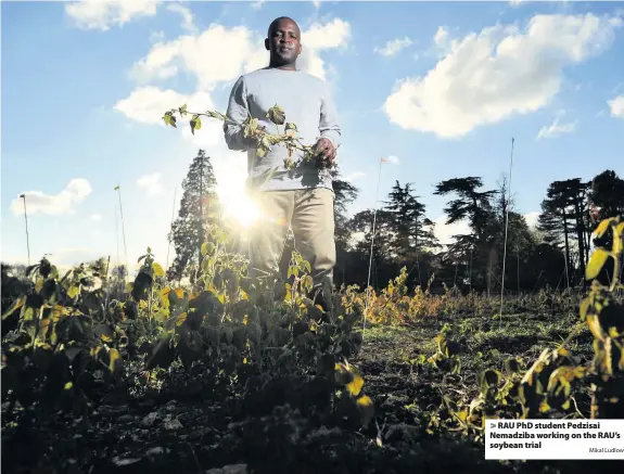  ?? Mikal Ludlow ?? RAU PhD student Pedzisai Nemadziba working on the RAU’s soybean trial