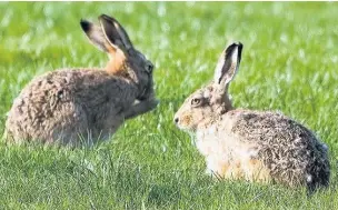  ??  ?? ●●Hare coursing on Wildlife Trust properties is illegal