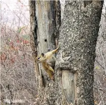  ?? ?? TREE SQUIRREL