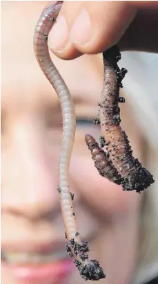  ?? FOTO: DPA ?? Viele finden Regenwürme­r eklig. Dabei sollten die langen, dünnen Tiere eigentlich von jedem Hobbygärtn­er geliebt werden.