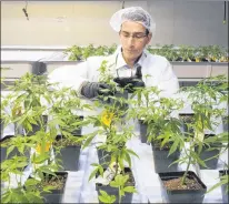  ?? CP PHOTO ?? Aurora Cannabis Inc. has signed a deal to buy a minority stake in Liquor Stores N.A. Ltd., which plans to launch a brand of cannabis retail stores. Dale Wilesack, senior person in charge, looks at cannabis seedlings at the new Aurora Cannabis facility,...