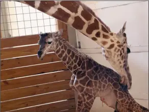 ?? Associated Press ?? Baby: In this photo provided by Animal Adventure Park in Binghamton, N.Y., a giraffe named April licks her new calf on Saturday. Her birth was broadcast to an online audience with more than a million viewers.