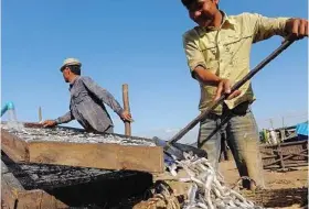  ??  ?? Loads of goodness: The fish is washed and then shovelled into baskets.