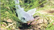  ?? Photograph: Howard Wood ?? Cat shark in Whiting Bay seagrass.