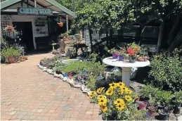  ??  ?? ABUNDANT COLOUR: Come to Cherrywood Nursery to be enticed by the wide variety of plants available