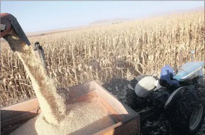  ?? PHOTO: SIMPHIWE MBOKAZI ?? Maize harvest at Gourton Farm in Winterton, Drakensber­g. In South Africa a crop of 16.05 million tons of just maize is expected this year, whereas good crops are also expected in Zambia and Zimbabwe.