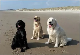  ??  ?? JULY Oscar, Alfie and Charlie at Curracloe Beach, by Lynda Lawler, Wexford town.