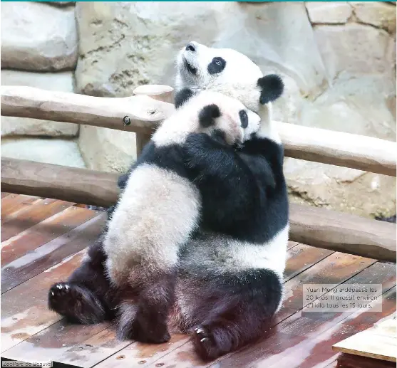 Le Panda Yuan Meng Dort Mange Et Joue Beaucoup Avec Sa Maman Pressreader