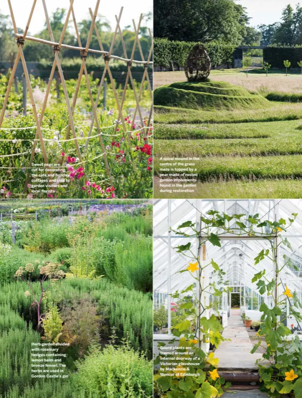  ??  ?? Sweet peas are cut for decorating the cafe and holiday cottages and sold to garden visitors and local florists
Herb garden divided with rosemary hedges containing lemon balm and bronze fennel. The herbs are used in Gordon Castle’s gin
A spiral mound in the centre of the grass maze is topped by a pear made of rusted garden implements found in the garden during restoratio­n
Gourd plants are trained around an internal doorway of a Victorian glasshouse by Mackenzie & Moncur of Edinburgh