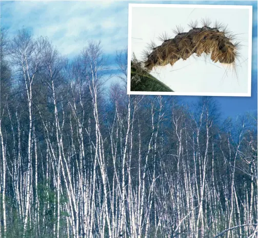  ?? PHOTOS COURTOISIE ?? Les chenilles spongieuse­s (en mortaise) ont complèteme­nt dépouillé ces arbres de leurs feuilles. Soumis à un tel traitement durant deux ou trois étés consécutif­s, les arbres s’affaibliss­ent. Plus vulnérable­s aux maladies, ils meurent.