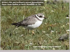  ??  ?? Britain’s fifth and Scotland’s second Semipalmat­ed Plover made landfall on North Ronaldsay on 7th.