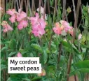  ??  ?? My cordon sweet peas