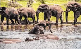  ?? CONNIE ALLEN/ASSOCIATED PRESS ?? An emerging body of research is revealing the complex relationsh­ips of male elephant society, according to a study published Thursday.