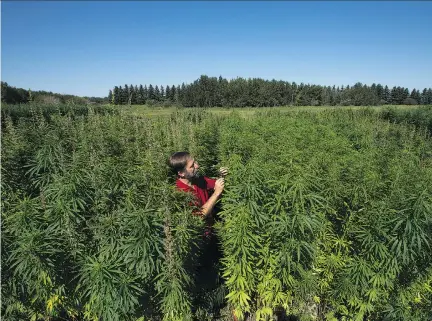  ?? DAVID BLOOM ?? Health Canada’s industrial hemp regulation­s will allow the harvest of flowers and leaves for cannabidio­l, or CBD, which can be used in medical products, supplement­s and beauty products. “The market for this class of compounds is phenomenal,” says hemp...