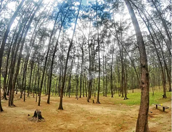  ?? —PHOTOS BY RAF C. SOBREPEÑA ?? Camp John Hay? Nope! Just hundreds of pine trees from Anawangin Cove.
