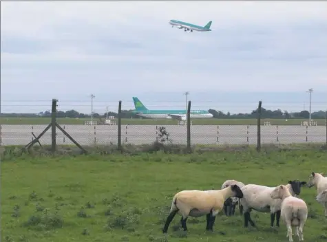  ?? Shawn Pogatchnik/Associated Press ?? A flock of sheep stand in a field as Aer Lingus jets taxi and take off at Dublin Airport, Ireland in 2012.