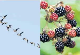  ??  ?? ●● Left: Pink Footed Geese by David Tipling and right: Blackberri­es by Amy Lewis