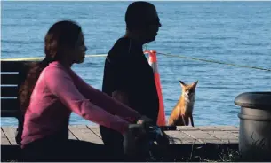  ?? FRANK GUNN THE CANADIAN PRESS ?? People pass by as a mother fox waits for a gap to go hunting by her den at the boardwalk by Lake Ontario in Toronto on Friday. Two-thirds of the province’s COVID-19 cases are in the GTA.