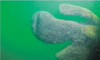  ?? DAVID M. VANZANDT
THE ASSOCIATED PRESS ?? Part of a shipwreck found in the Ohio waters of Lake Erie. Shipwreck hunters and marine archeologi­sts say the wreckage may be the Lake Serpent that went down nearly two centuries ago.