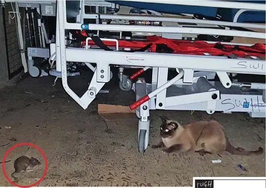  ??  ?? Stand-off: Monty the Burmese cat eye to eye with a rat, circled, in a hospital storage area