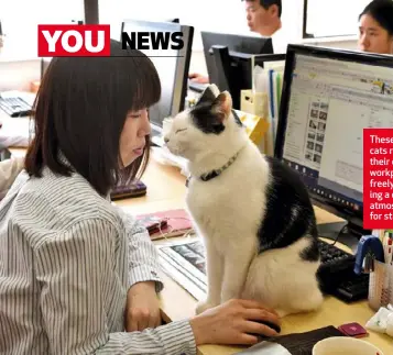  ?? Compiled by KIM ABRAHAMS ?? These Tokyo cats roam their owners’ workplace freely, creating a calming atmosphere for staff.
