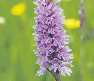  ??  ?? Common spotted orchid