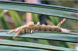  ?? ?? BROWN TUSSOCK MOTH CATERPILLA­R.