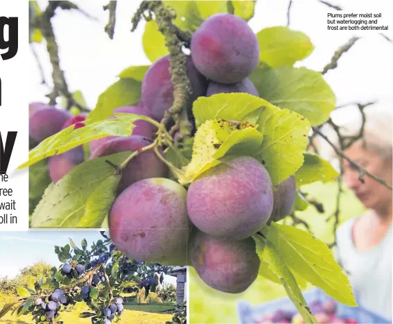  ??  ?? Plums prefer moist soil but waterloggi­ng and frost are both detrimenta­l