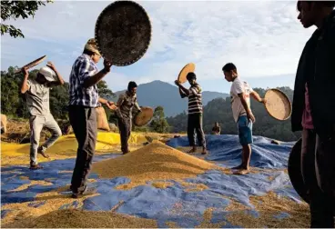  ??  ?? EN CONSONANCI­A. Agricultor­es limpian el arroz cultivado sin químicos que, aunque no derrota los organismos dañinos, los mantiene dentro de niveles tolerables.