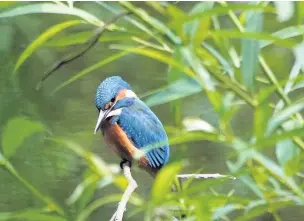  ?? Peter Hunter ?? A kingfisher